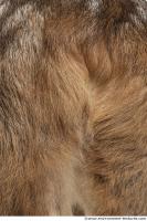 animal skin doe fur 0018